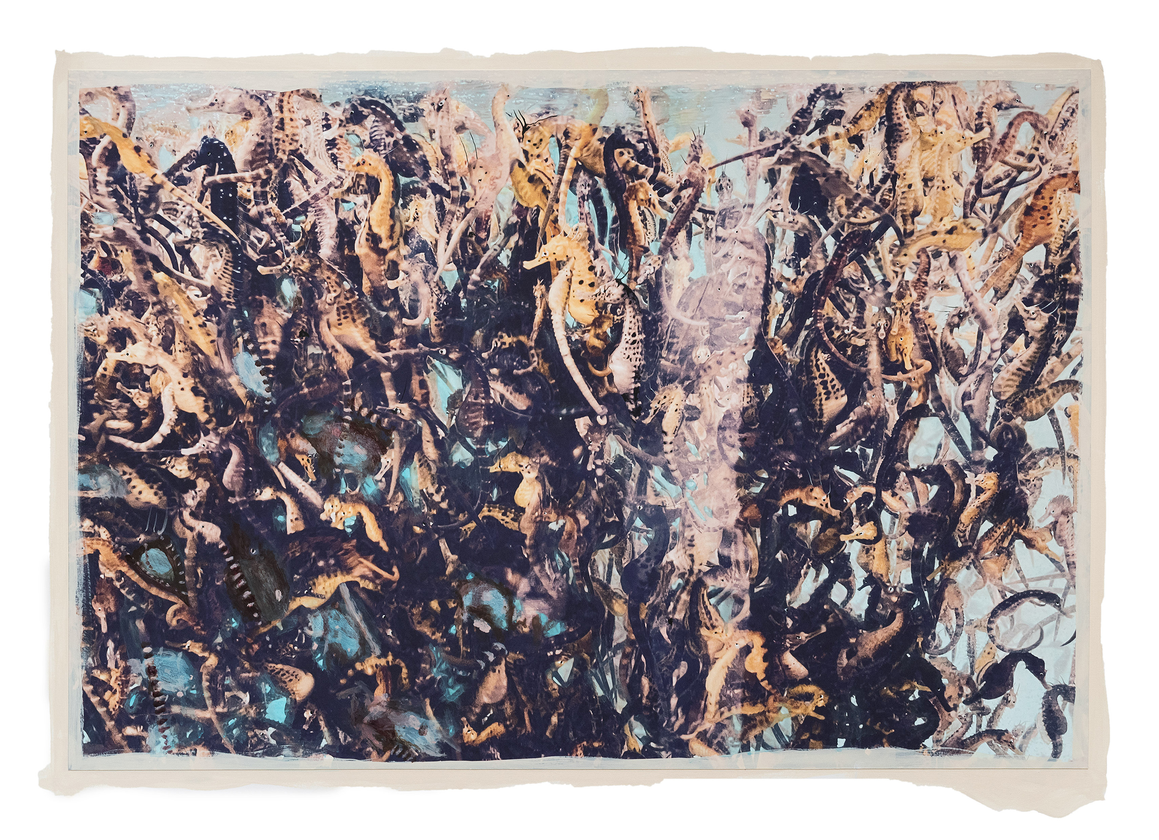 from the book and exhibition THE AUSTRALIAN JOURNEY / FLOATING BONDS / seahorses © by Regina Anzenberger / AnzenbergerAgencyEXCLUSIVE! PLEASE CLEAR PRICE AND RIGHTS BEFORE PUBLICATION!